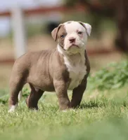 Crunch, a male American Bulldog for sale in Clovis, NM – 2 of 3