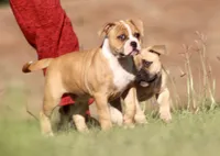 Rose, a female American Bulldog for sale in Clovis, NM – 2 of 4