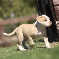 Swift, a male American Bulldog for sale in Clovis, NM – 4 of 8
