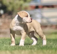 Swift, a male American Bulldog for sale in Clovis, NM – 3 of 8