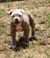 Bones, a male American Bulldog for sale in Clovis, NM – Photo 3 of 3
