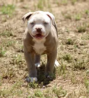 Bones, a male American Bulldog for sale in Clovis, NM – Photo 1 of 3