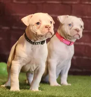 processed/653ebe80-048a-4cd6-afd9-03cfd9a3e36a/listing/81f9def5-cb25-42f4-bf75-fa9a4bd3533c/6fdc0e6a-7751-481a-adfa-e284cee5eb12