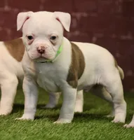 processed/653ebe80-048a-4cd6-afd9-03cfd9a3e36a/listing/81f9def5-cb25-42f4-bf75-fa9a4bd3533c/eb383771-4ec3-49cb-87d8-722b4cb5cc0f