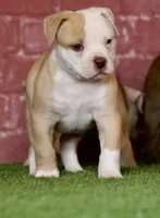 Swift, a male American Bulldog for sale in Clovis, NM – 7 of 8