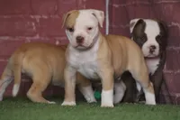 Swift, a male American Bulldog for sale in Clovis, NM – 8 of 8