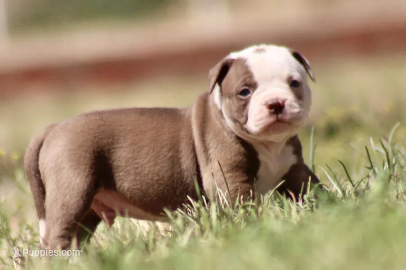 Crunch – American Bulldog puppy for sale in Clovis, NM