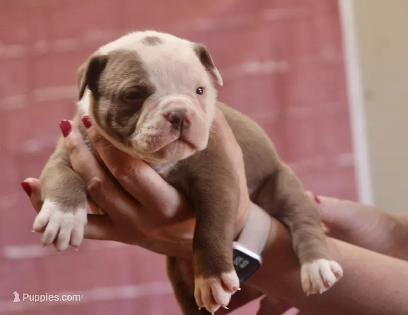 Crunch, a male American Bulldog for sale in Clovis, NM – Photo 1 of 1