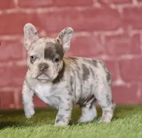 Jake, a male French Bulldog for sale in Clovis, NM – Photo 2 of 2