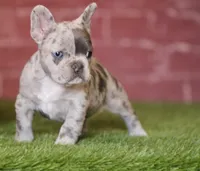 Jake, a male French Bulldog for sale in Clovis, NM – Photo 1 of 2