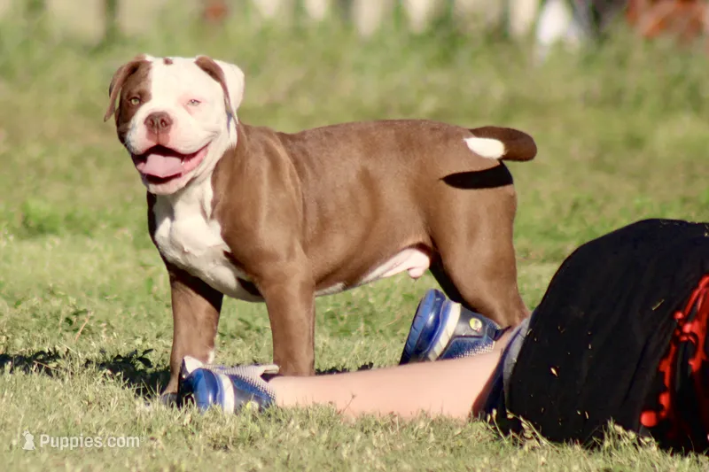 Crunch – American Bulldog puppy for sale in Clovis, NM