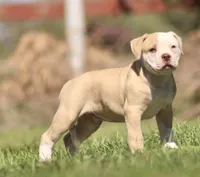 Swift, a male American Bulldog for sale in Clovis, NM – 2 of 8