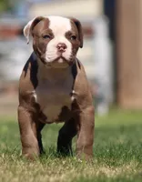 Doc, a male American Bulldog for sale in Clovis, NM – 2 of 10