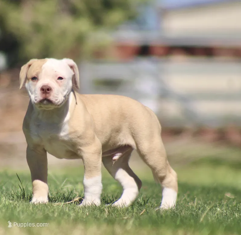 Swift, a male American Bulldog for sale in Clovis, NM – 1 of 8