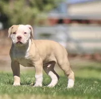 Swift, a male American Bulldog for sale in Clovis, NM – 1 of 8