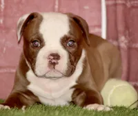 Doc, a male American Bulldog for sale in Clovis, NM – 10 of 10