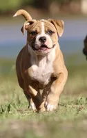 Rose, a female American Bulldog for sale in Clovis, NM – 3 of 4