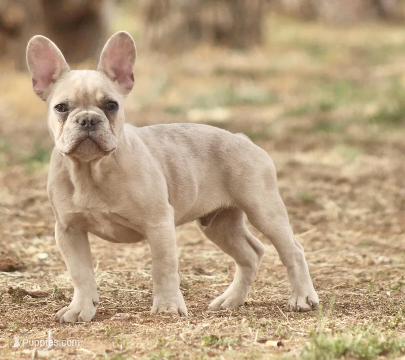 Hugo – French Bulldog puppy for sale in Clovis, NM