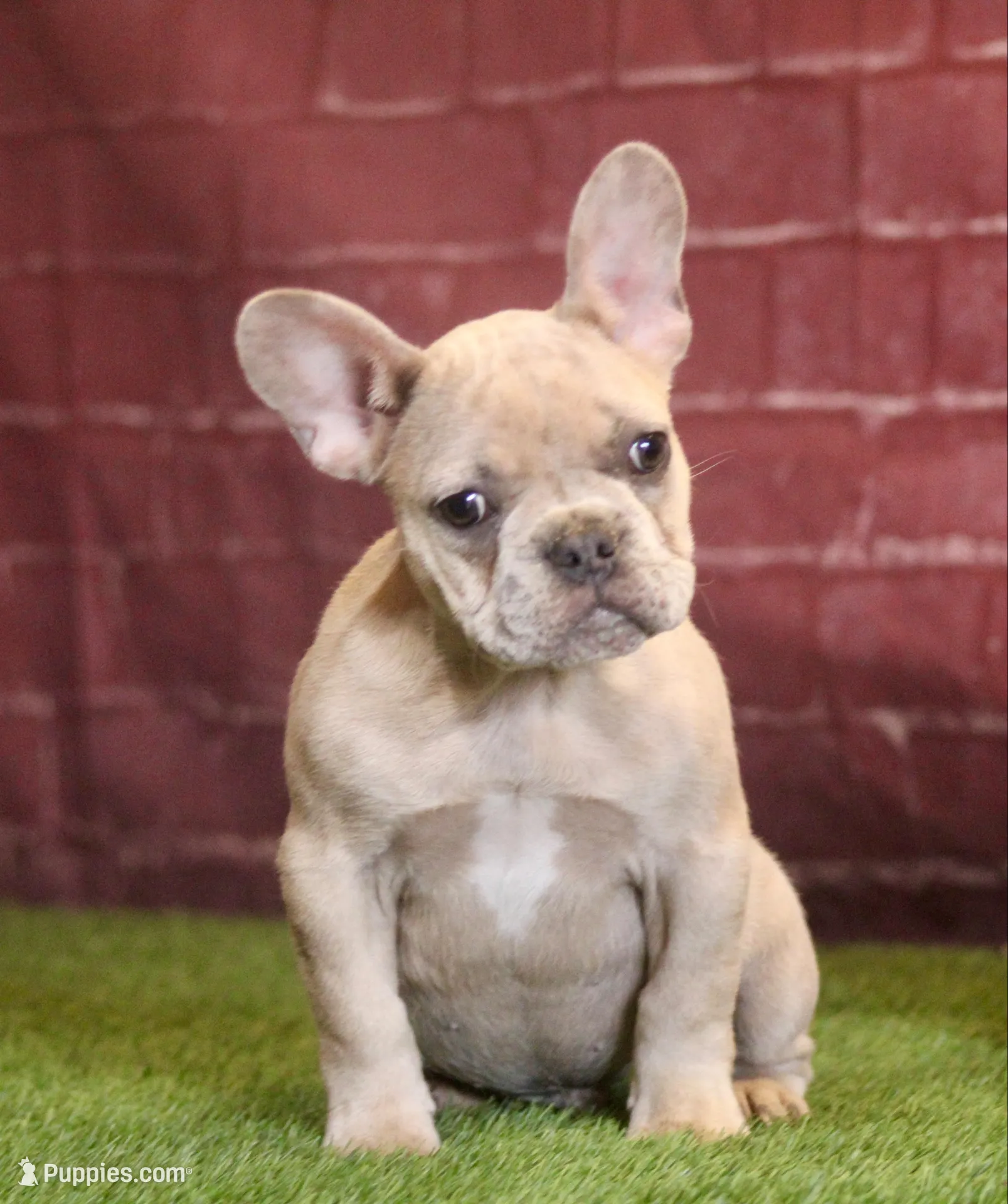 Hugo – French Bulldog puppy for sale in Clovis, NM