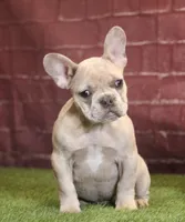 Hugo, a male French Bulldog for sale in Clovis, NM – Photo 2 of 5