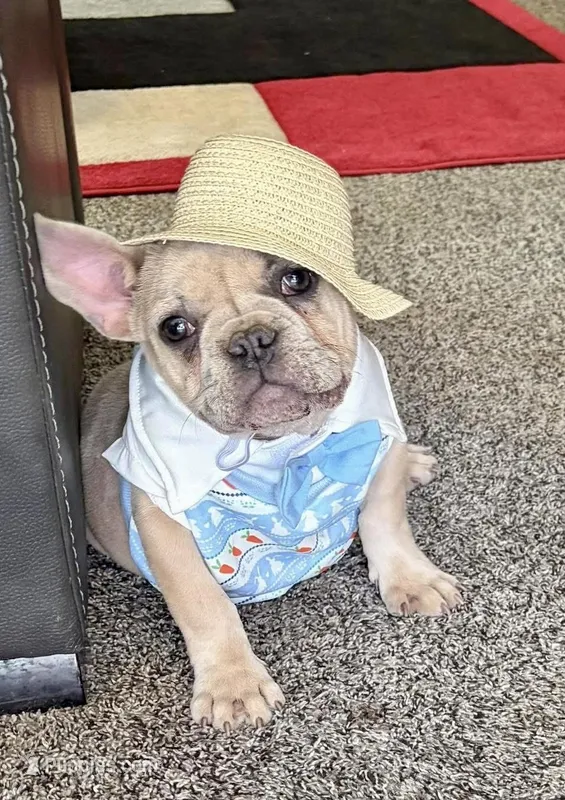 Hugo, a male French Bulldog for sale in Clovis, NM – Photo 1 of 5