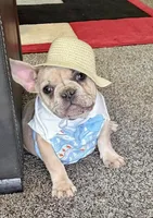 Hugo, a male French Bulldog for sale in Clovis, NM – Photo 1 of 5