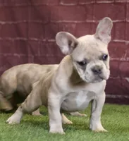 Hugo, a male French Bulldog for sale in Clovis, NM – Photo 4 of 5