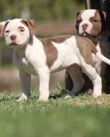 Reddington, a male American Bulldog for sale in Clovis, NM – 2 of 5
