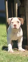 Reddington, a male American Bulldog for sale in Clovis, NM – 3 of 5