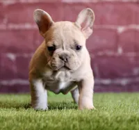 Tater tot, a female French Bulldog for sale in Clovis, NM – Photo 2 of 2