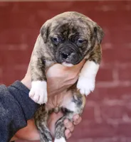 Freya, a female American Bulldog for sale in Clovis, NM – Photo 1 of 2