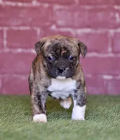 Freya, a female American Bulldog for sale in Clovis, NM – Photo 2 of 2