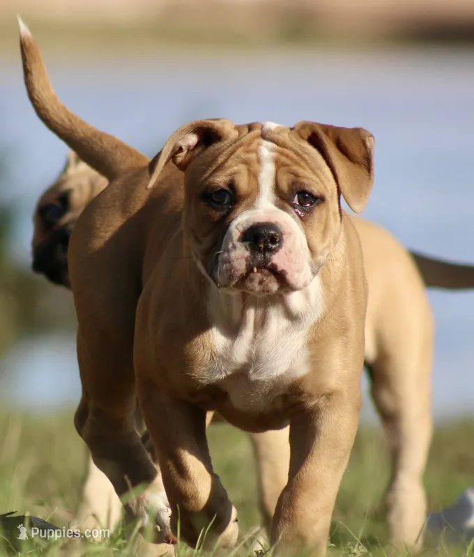 Rose, a female American Bulldog for sale in Clovis, NM – 1 of 4