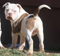 processed/653ebe80-048a-4cd6-afd9-03cfd9a3e36a/listing/da5c00e9-bed3-43f1-bd64-73b3f28ad03b/50d17110-d3a3-46d8-92e2-bd026b3c3679