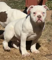 processed/653ebe80-048a-4cd6-afd9-03cfd9a3e36a/listing/da5c00e9-bed3-43f1-bd64-73b3f28ad03b/b66fce0c-b2b8-4f8b-b0af-30ab7b5ac8f3