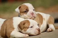 Male2, a male American Bulldog for sale in Clovis, NM – Photo 4 of 5