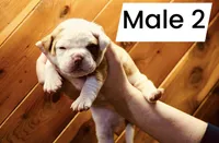 Male2, a male American Bulldog for sale in Clovis, NM – Photo 3 of 5