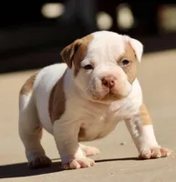 Male2, a male American Bulldog for sale in Clovis, NM – Photo 1 of 5