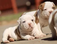 Male2, a male American Bulldog for sale in Clovis, NM – Photo 5 of 5