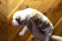 Male2, a male American Bulldog for sale in Clovis, NM – Photo 2 of 5