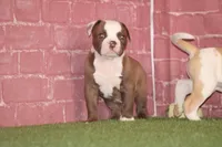 Doc, a male American Bulldog for sale in Clovis, NM – 7 of 10