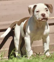 Reddington, a male American Bulldog for sale in Clovis, NM – 4 of 5