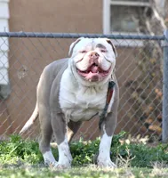 Crunch, a male American Bulldog for sale in Clovis, NM – 3 of 3