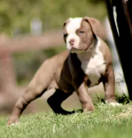 Doc, a male American Bulldog for sale in Clovis, NM – 5 of 10