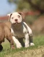 Reddington, a male American Bulldog for sale in Clovis, NM – 5 of 5