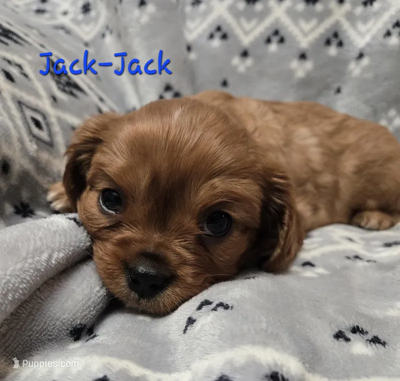 AKC Jack-Jack 