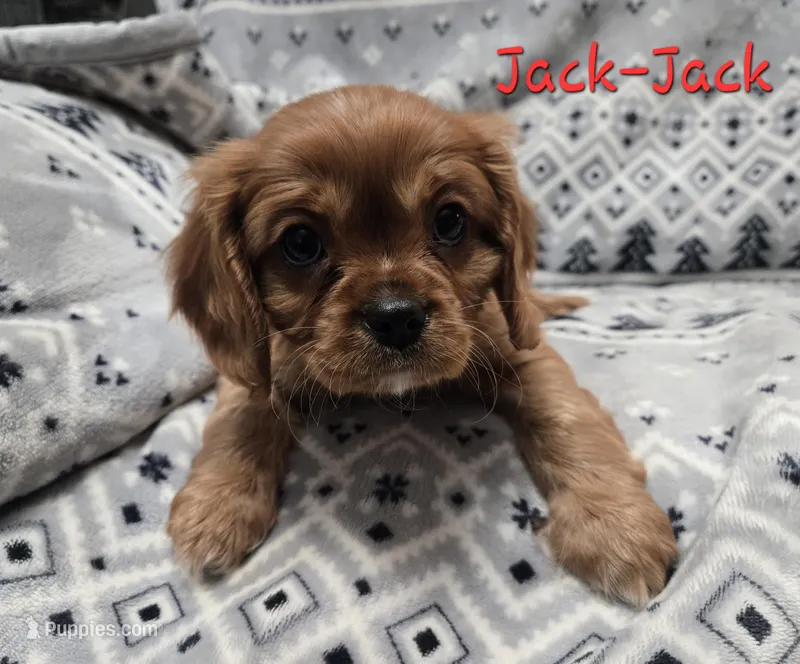 AKC Jack-Jack 