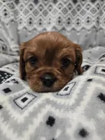 AKC Jack-Jack , a male Cavalier King Charles Spaniel for sale in Wardville, OK – Photo 4 of 4