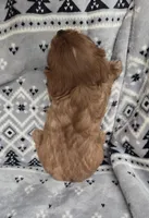 AKC Jack-Jack , a male Cavalier King Charles Spaniel for sale in Wardville, OK – Photo 3 of 4