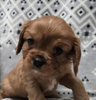 AKC Jack-Jack , a male Cavalier King Charles Spaniel for sale in Wardville, OK – Photo 2 of 4